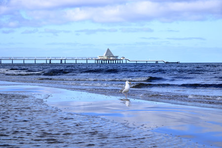 seagull close-up at the baltic sea between Ahlbeck and Heringsdorf, Usedom in Germany