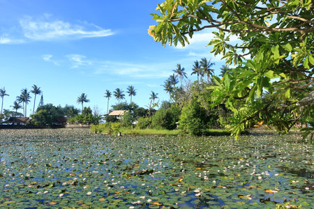 Lotus Lagoon, Water Lily Pond in Candidasa, Bali in Indonesiaの写真素材