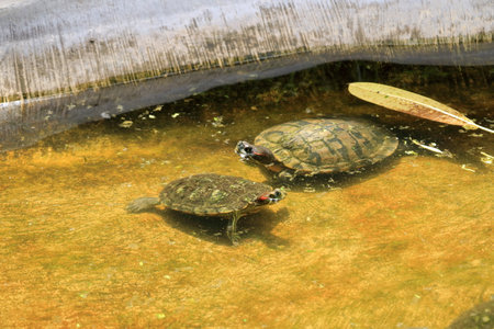 Turtles in the Sea Turtle Conservation and Education Center in Serangan, Denpasar, Bali in Indonesiaの写真素材