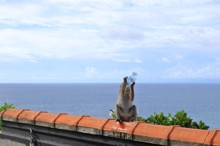 Monkey drinking water from a plastic bottle at the Uluwatu temple, Bali in Indonesiaの写真素材