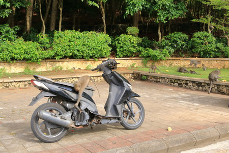 Monkeys at a motorbike at the Uluwatu temple, Bali in Indonesia