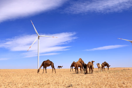 Camels on a wind farm in the desert of Jordan in Middle Eastの写真素材