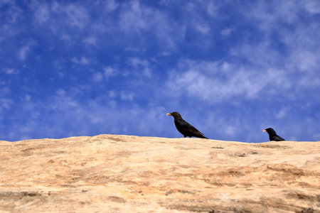 Birdwatching in Dana Biosphere Reserve in Jordan: Tristram's starling (Onychognathus tristramii, Tristramstar) in the rocky desertの写真素材