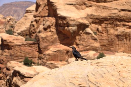 Birdwatching in Dana Biosphere Reserve in Jordan: Tristram's starling (Onychognathus tristramii, Tristramstar) in the rocky desertの写真素材