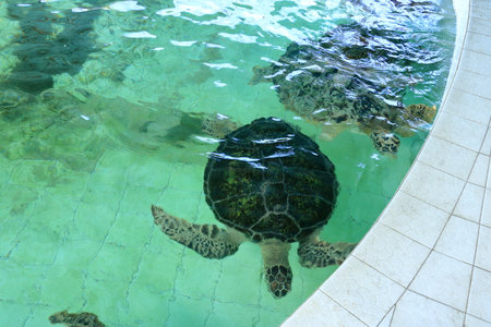 Turtles in the Sea Turtle Conservation and Education Center in Serangan, Denpasar, Bali in Indonesiaの写真素材