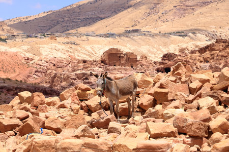 Donkey at the area of Wadi Musa, Petra in Jordanの写真素材