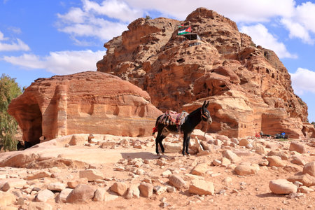 Donkey at the area of Wadi Musa, Petra in Jordanの写真素材