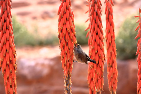 female Palestine sunbird (Cinnyris osea) perching on a Aloe porphyrostachys in Wadi Musa, Petra in...
