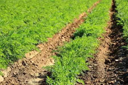 a Carrot field in France in Augustの写真素材