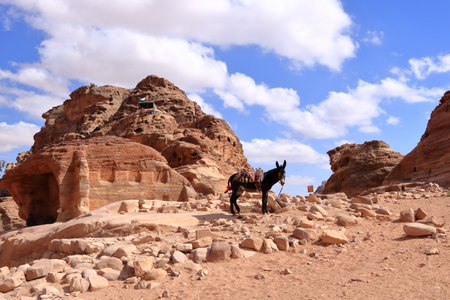 Donkey at the area of Wadi Musa, Petra in Jordanの写真素材