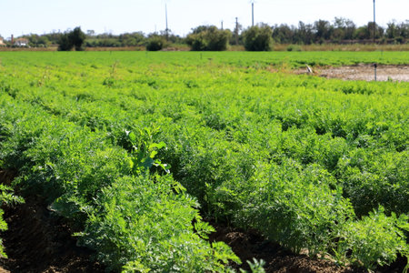 a Carrot field in France in August