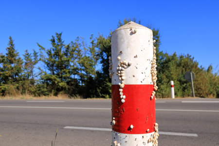 White Garden Snails on a traffic sign. Provence, Southern France in Europe