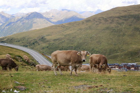 cows in the Pyrenees, Andorra