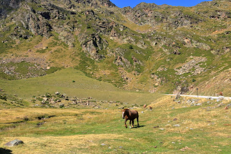 Horses pasting in the mountains in summer in Ordino Arcalis, Mirador Solar de Tristaina in Andorraの写真素材
