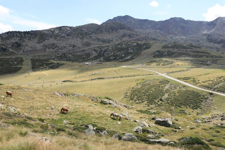 Horses grazing in the mountains in summer in Ordino Arcalis, Mirador Solar de Tristaina in Andorra