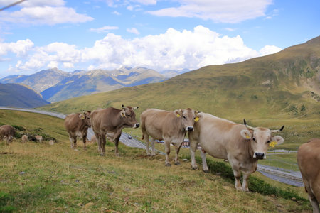 cows in the Pyrenees, Andorraの写真素材