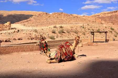 camels at the area of Petra, Wadi Musa in Jordanの写真素材