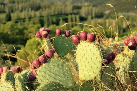 a Prickly pear cactus with nopales and red fruits in Franceの写真素材