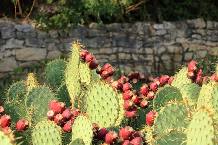 a Prickly pear cactus with nopales and red fruits in France