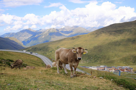 cows in the Pyrenees, Andorraの写真素材