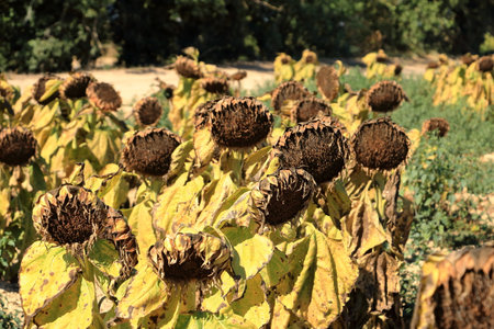 field of fading sunflowers in late summer in France, their heads bowed as they reach the end of their lifecycleの写真素材