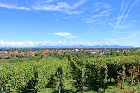 Vineyard in autumn near Colmar in France, Europeの写真素材