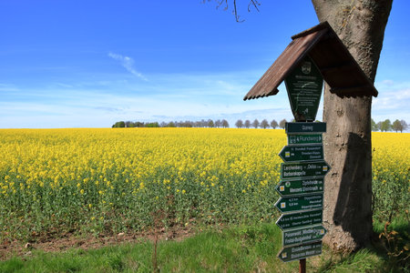 Field of rapeseed in yellow bloom in Saxony in Germanyの写真素材