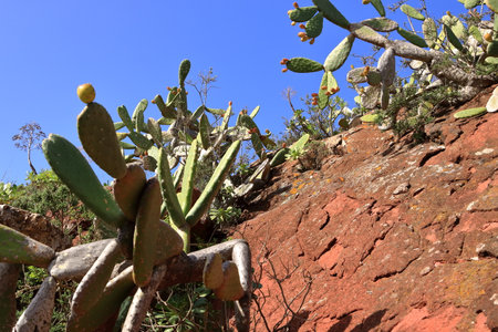 a prickly pear cactus plant at Tenerife, Canary Islands, Spainの写真素材
