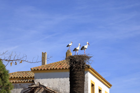 storks sitting on the roof of a house near El Higueron, Cordoba, Andalucia in Spain