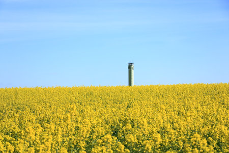 Field of rapeseed in yellow bloom in Saxony in Germanyの写真素材