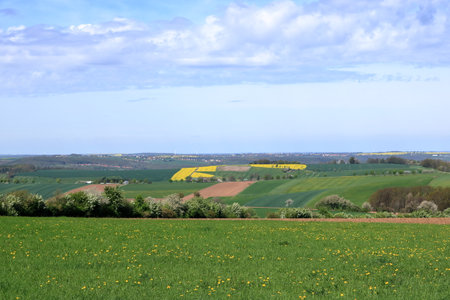 Field of rapeseed in yellow bloom in Saxony in Germanyの写真素材