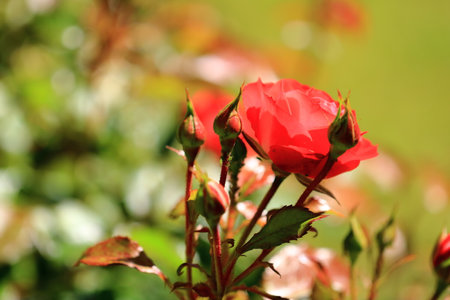 the red roses blooming in the garden