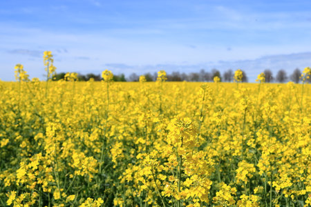 Field of rapeseed in yellow bloom in Saxony in Germanyの写真素材