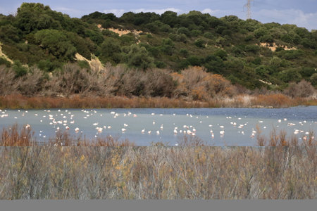 flock of birds in the lake. group of greater Flamingo, Phoenicopterus roseus in the Laguna de Medina, Jerez de la Frontera, Cadiz Province, Spainの写真素材