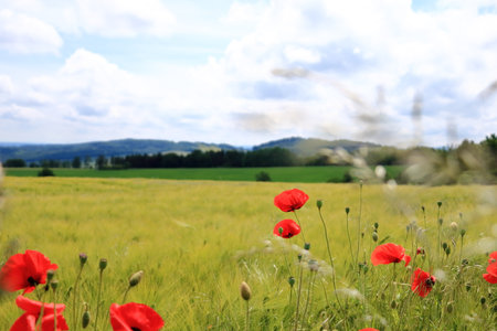 some red poppies blooming at a field in Saxony, Germanyの写真素材