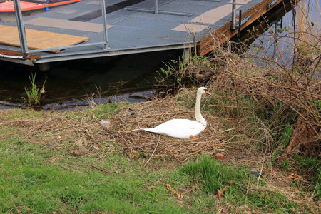 a Swan nesting it's eggs near a river in Germanyの写真素材