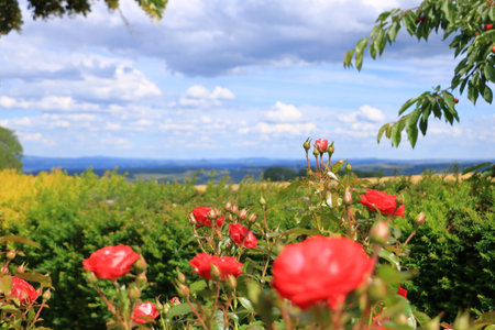 the red roses blooming in the gardenの写真素材