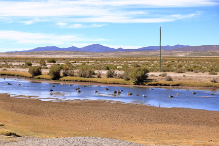 Birds at small river at Altiplano in southern Boliviaの写真素材