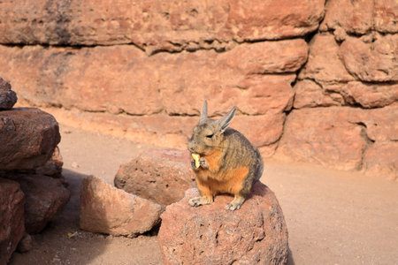 Chinchilla's rock, Roca de viscachas, Cute viscacha in the High Andean Plateau desert in Bolivia