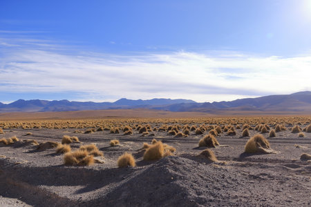 Bolivia, southwest of the Altiplano, Potosi Department. Laguna Capina, salt lake known for the extraction of boraxの写真素材