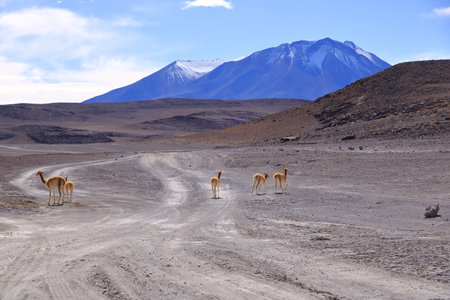 Wild vicunas in Bolivia in South Americaの写真素材