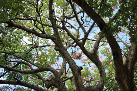 a sloth hanging in a tree at a village plaza in El Torno, Bolivia