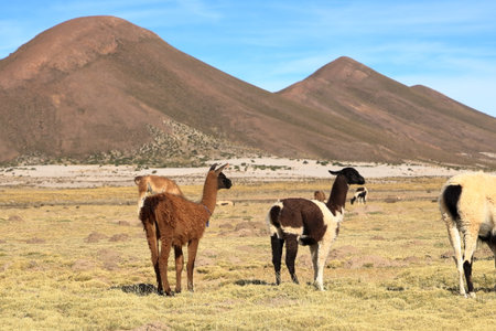 lamas llamas beside the highway between Potosi and Uyuni in Boliviaの写真素材