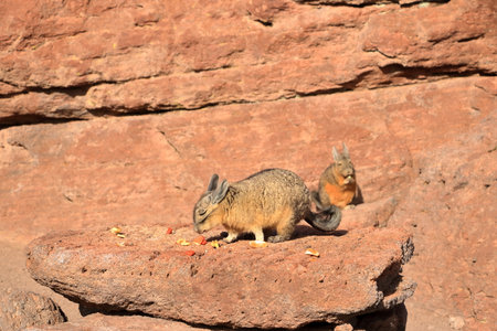 Chinchilla's rock, Roca de viscachas, Cute viscacha in the High Andean Plateau desert in Bolivia