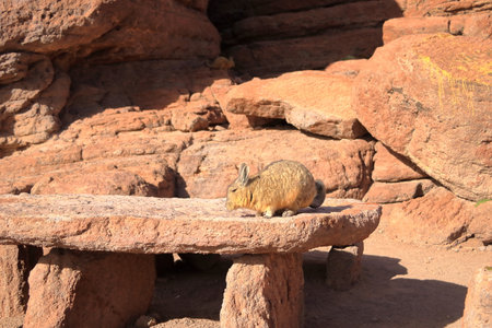Cute viscacha in the High Andean Plateau desert in Boliviaの写真素材