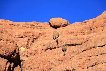 Chinchilla's rock, Roca de viscachas, Cute viscacha in the High Andean Plateau desert in Bolivia