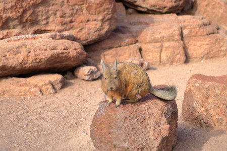 Chinchilla's rock, Roca de viscachas, Cute viscacha in the High Andean Plateau desert in Bolivia