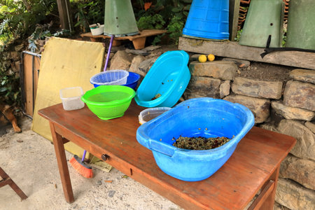 inside the process of making coffee in a plantation in the mountain jungle, Bolivia