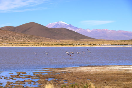 Flamingos in Red Lagoon, Laguna Vinto at altiplano of Boliviaの写真素材