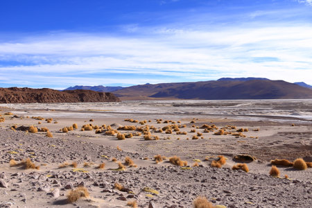 Bolivia, southwest of the Altiplano, Potosi Department. Laguna Capina, salt lake known for the extraction of boraxの写真素材